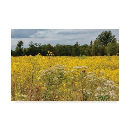 Kurt Shaffer 'Monarch In The Meadow' Canvas Art,16x24